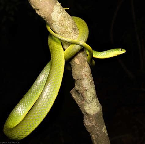 香港最毒的蛇|辨認蛇類 — HongKongSnakeID.com